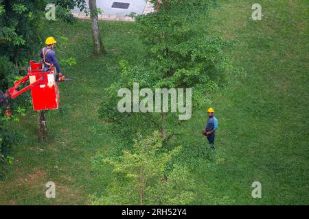 A skilled gardener is lifted on the crane to cut off the tree branches, an operator on the ground using wireless controller to move the crane around. Stock Photo
