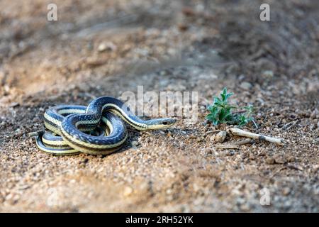 Thamnosophis lateralis, commonly known as the lateral water snake, is a endemic species of snake in the family Pseudoxyrhophiidae, Anja Comunity reser Stock Photo