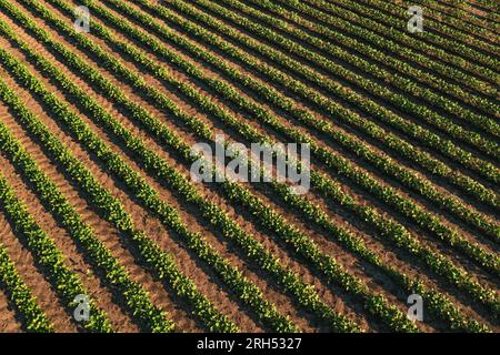 High angle view of cultivated soybean field in summer. Green crops of Glycine max growing on plantation seen from drone pov. Stock Photo