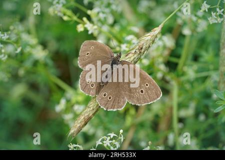 Natural closeup on the brown ringle butterfly, Aphantopus hyperantus sitting with spread wings on a green leaf Stock Photo