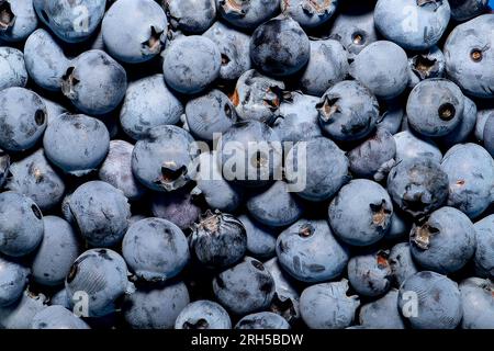 Berry background. Just picked blueberries in close-up Stock Photo