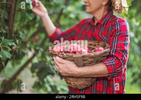 Woman farmer in the apple orchard garden pick up organic ripe apples from apple tree and gather fruits in a wooden basket full of apple harvest Stock Photo