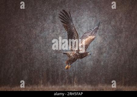 Flying golden white tailed eagle with open wings attack landing swoop hand Stock Photo