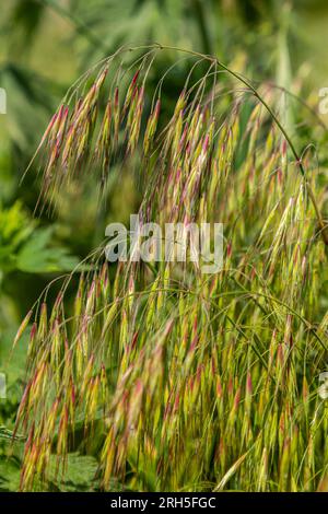 The plant Bromus sterilis, anysantha sterilis, or barren brome belongs to the Poaceae family at the time of flowering. wild cereal plant Bromus steril Stock Photo