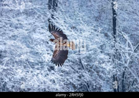 Flying golden white tailed eagle with open wings attack landing swoop Stock Photo