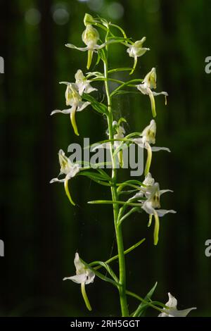Platanthera bifolia, commonly known as the lesser butterfly-orchid is a species of orchid in the genus Platanthera. Blossom in the forest. Stock Photo