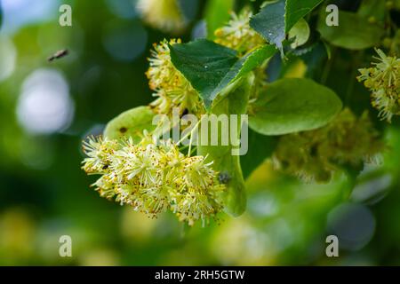 Tilia cordata linden tree branches in bloom, springtime flowering small leaved lime, green leaves in spring daylight. Stock Photo