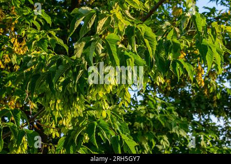 A close-up of the reddish-pink ripening fruits of the maple. Stock Photo