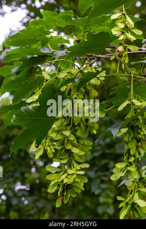 A close-up of the reddish-pink ripening fruits of the maple. Stock Photo