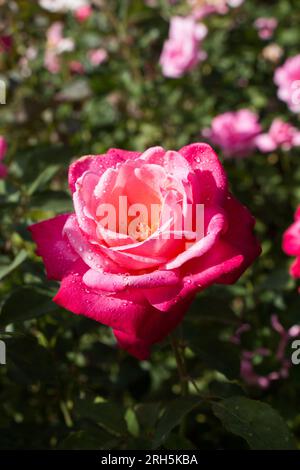 Blooming beautiful colorful roses in the garden Stock Photo