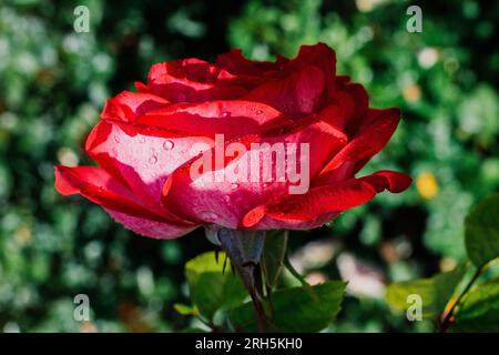 Blooming beautiful colorful rose in floral background Stock Photo
