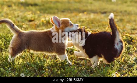 Couple of playful Pembroke Welsh Corgis having fun on green lawn together. Sable and white puppy trying to bite red and white colored kid. Game of lov Stock Photo