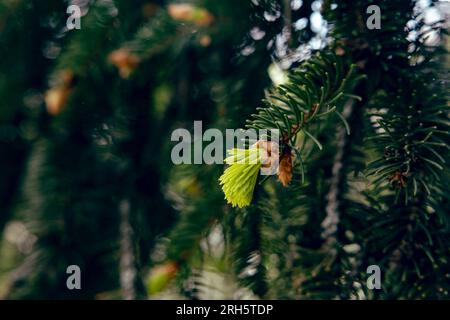 Young pine branches close-up on a blurred background Stock Photo