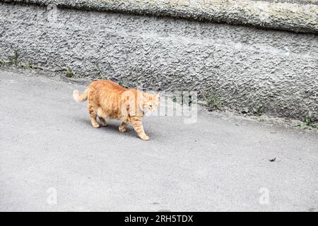 Red chubby cat walks along the road along the building Stock Photo