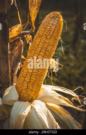 Close-up of ripe corn in autumn before harvesting. Stock Photo