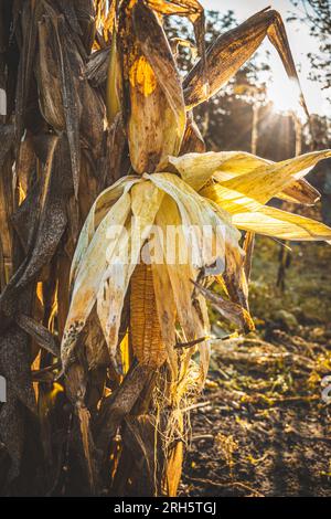 Corn in the field close-up in the sunlight in the morning. Stock Photo