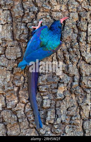 Green wood-hoopoe (Phoeniculus purpureus), foraging at bark of tree, Kruger national park., South Africa. Stock Photo