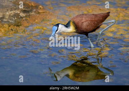 African Jacana (Actophilornis africanus) adult foraging in water, Kruger National Park, Mpumalanga, South Africa. Stock Photo