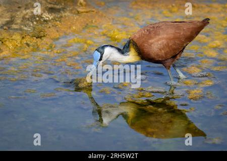 African Jacana (Actophilornis africanus) adult foraging in water, Kruger National Park, Mpumalanga, South Africa. Stock Photo