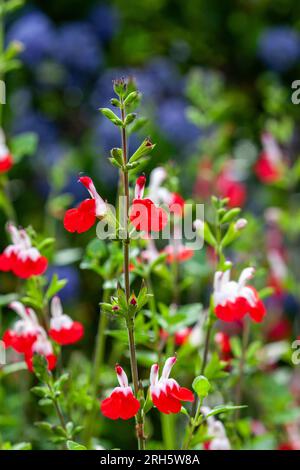 Baby Sage (Salvia microphylla) plant in full bloom with red and white flowers in close-up Stock Photo