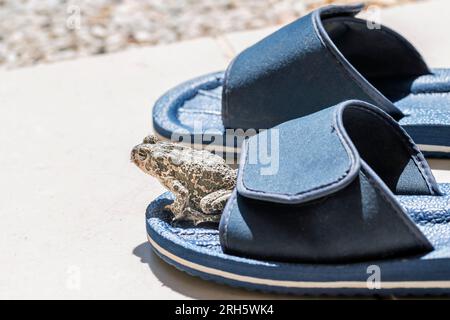 A green toad Bufotes Viridis is about to leap from a swimming pool slipper Stock Photo