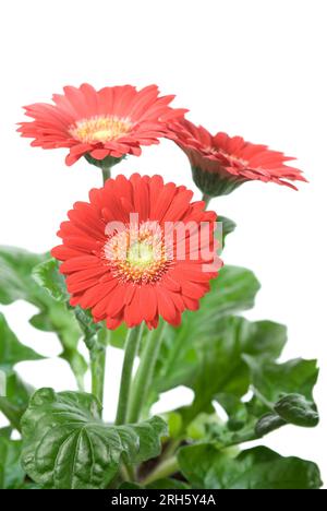 Red gerbera daisy flower plant on white Stock Photo