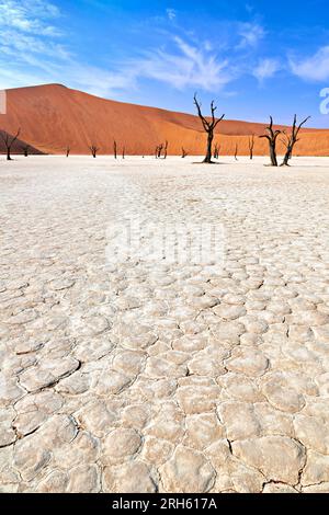 Dead Vlei. Namibia. A solitary ancient tree skeleton rises from the parched, cracked earth of Deadvlei against sand dunes under a clear sky Stock Photo