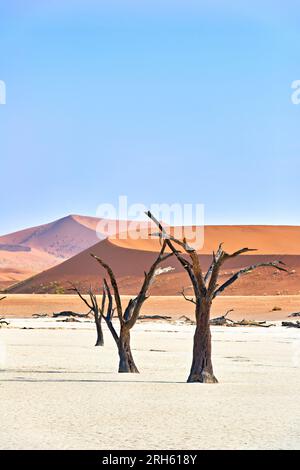 Namibia. Deadvlei clay pan. Namib Naukluft National Park. A dried out dead camel thorn (Vachellia erioloba) Stock Photo