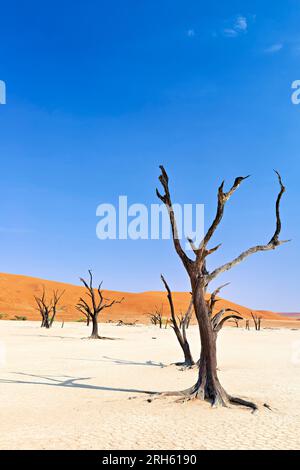 Dead Vlei. Namibia. A solitary ancient tree skeleton rises from the parched, cracked earth of Deadvlei against sand dunes under a clear sky Stock Photo