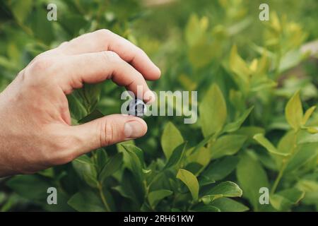 Closup on farmer hand holding and presenting single blueberry berry on bush background. Picking fresh ripe blueberry from branch or shrub at homemade garden or fruit farm field. Harvest season concept Stock Photo