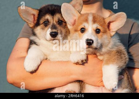 Two wonderful baby Pembroke Welsh Corgis with big ears in arms of owner. Little dog with sable and white coat and small, red and white colored puppy s Stock Photo