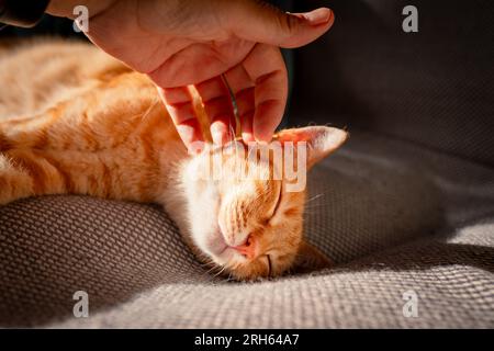 Brown tabby cat with green eyes lying on a sofa under the light of the window, enjoys the caresses of a human hand. close up Stock Photo