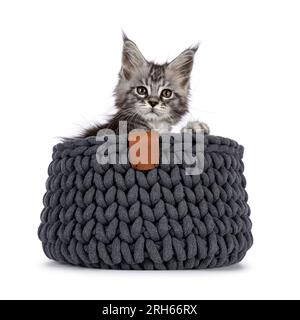 Cute silver gray cat kitten, sitting in gray knitted basket. Looking  over edge towards camera. Isolated on a white background. Stock Photo