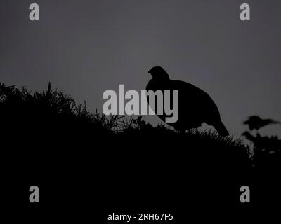 Red grouse, Lagopus lagopus scotica, single bird backlit, Yorkshire, August 2023 Stock Photo
