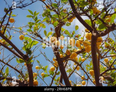 Ripe yellow and green lemon fruits on tree with blossoms, leaves and blue sky city Lindos on island of Rhodes, Greece Stock Photo