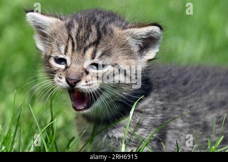 Adorable young grey tabby kitten meowing in lush green grass on a sunny day, calling out for mother Stock Photo