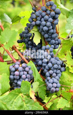 Bunches of grapes in a sunny location on a vineyard Stock Photo