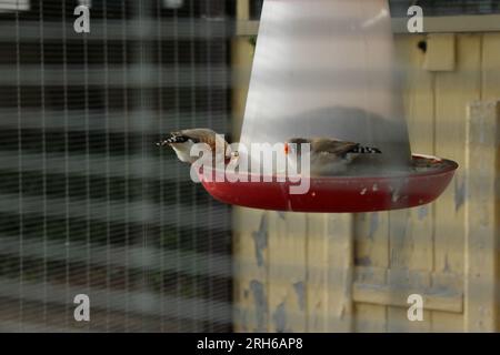 Pittville Park Aviary Cheltenham Gloucestershire England UK Stock Photo ...