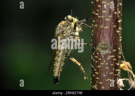 Single Robber Fly (Tolmerus/Machimus cf. atricapillus) on a branch, sideview, macro photography, insects, biodivsersity, nature Stock Photo