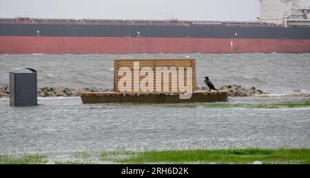Flooded shore during a summer storm in Cuxhaven, Germany. Cormorant sitting on a empty bench in front a vessel in the river Elbe. Stock Photo