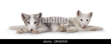 Adorable grey with white and white polar foxes aka Vulpes Lagopus, laying down together. Looking towards camera. Isolated on a white background. Stock Photo