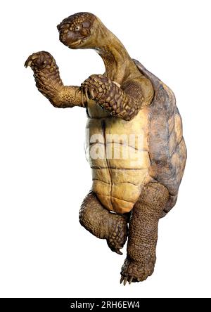 3D rendering of a sea turtle isolated on white background Stock Photo ...