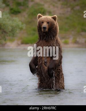 Brown Bear in Alaska During the Salmon Run Stock Photo