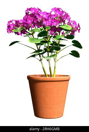 3D rendering of a blooming geranium plant isolated on white background Stock Photo