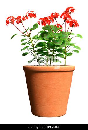 3D rendering of a blooming geranium plant isolated on white background Stock Photo