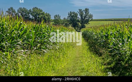 Green grass road between corn fields with trees in background and blue sky. Landscape of the countryside in the province of Cuneo, Piedmont, Italy Stock Photo