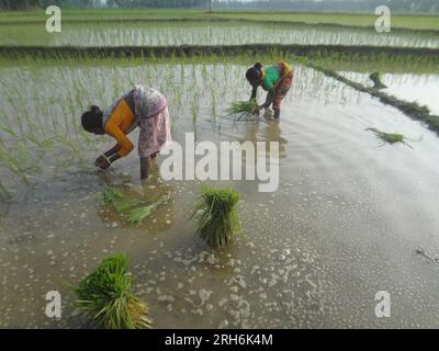 Naogaon, Bangladesh. 14th Aug, 2023. An Indigenous Santal woman laborer ...