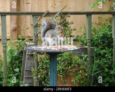 Short for the HD video clip of a grey squirrel feeding on peanuts from a garden table Stock Photo