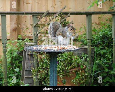 Short for the HD video clip of a grey squirrel feeding on peanuts from a garden table Stock Photo