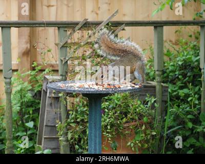 Short for the HD video clip of a grey squirrel feeding on peanuts from a garden table Stock Photo